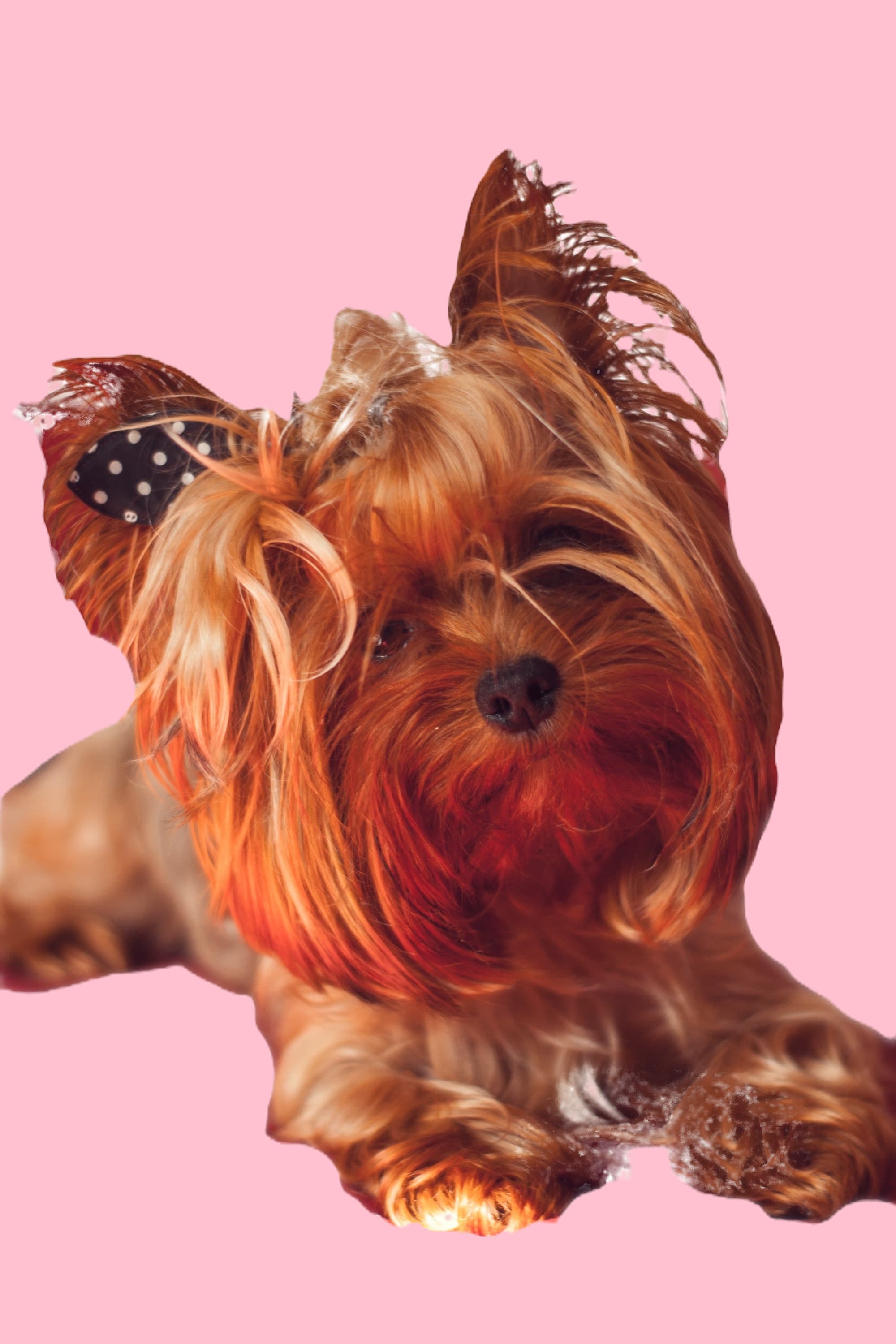 Bougie Pup Salon & Daycare cover