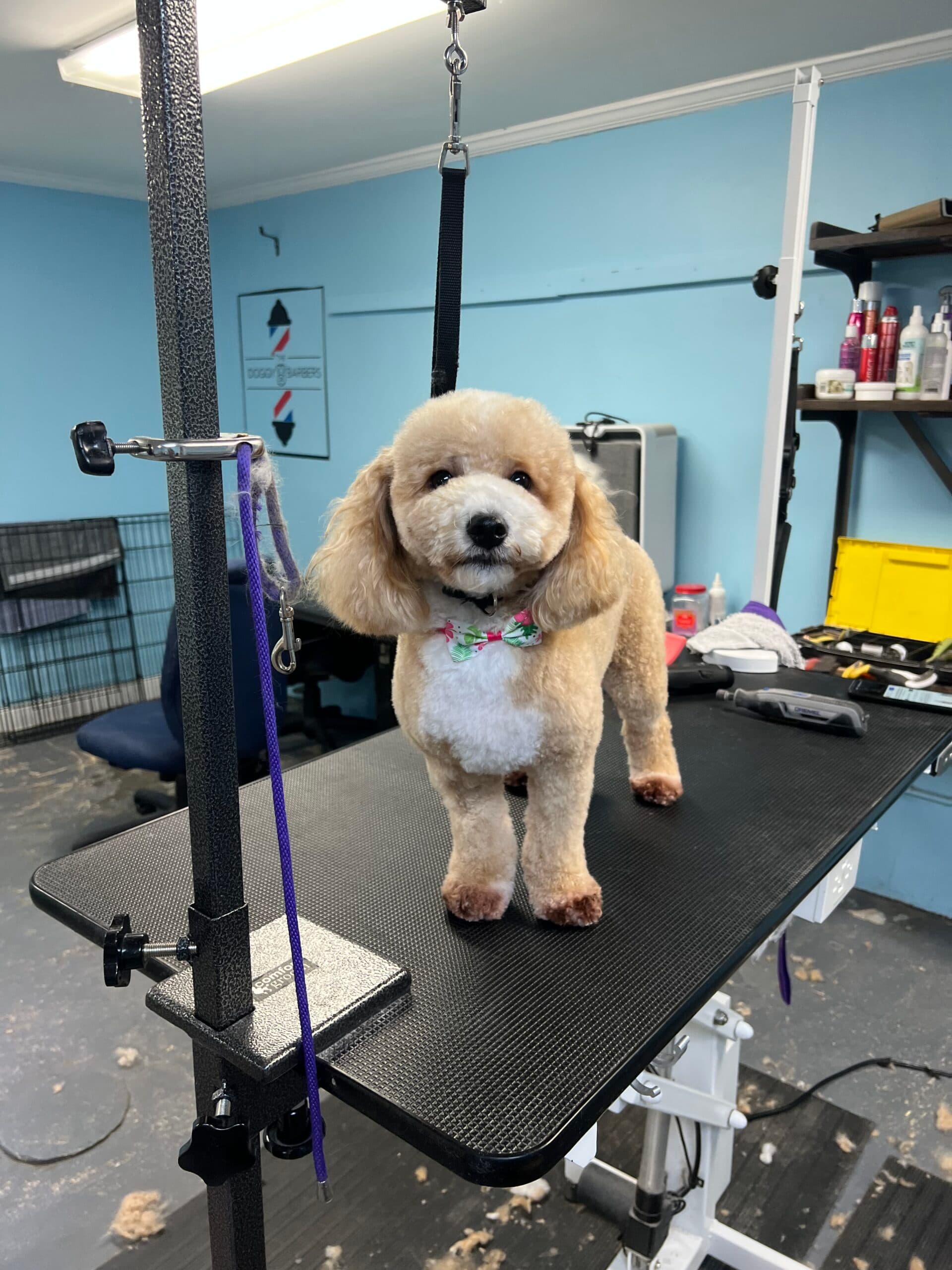 The Doggy Barbers cover